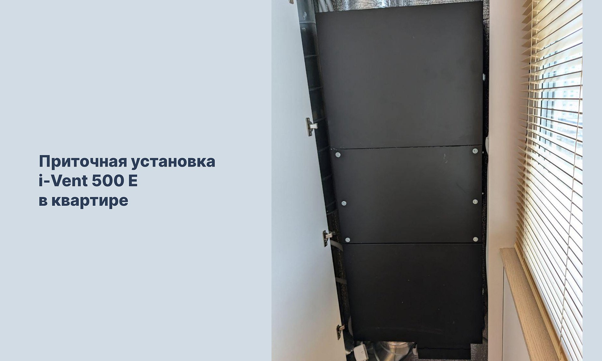 7 растений, которые улучшают качество воздуха в доме